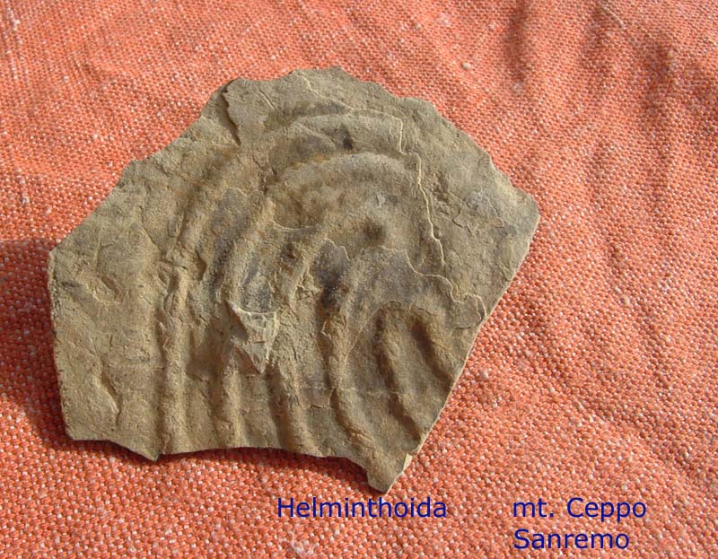 Fossili